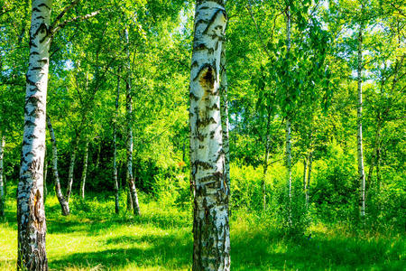 生活 美丽的 环境 俄罗斯 风景 树林 树干 季节 自然