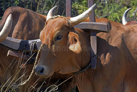 牛车或牛车，Tran最原始的手段之一