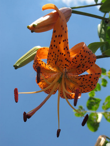 开花 美丽的 自然 百合花 花的 春天 花瓣 盛开 雌蕊