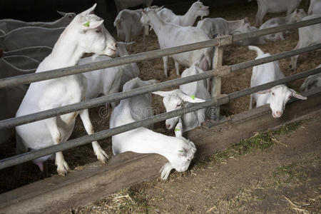 荷兰语 乡村 荷兰 农业 牲畜 特写镜头 动物 野兽 眼睛