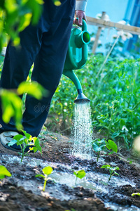 一个男人正在浇灌花园