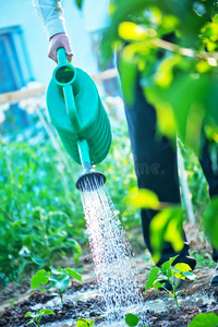 一个男人正在浇灌花园