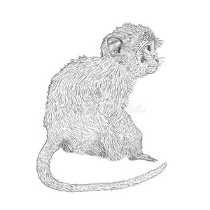 手绘坐着的猴子。 草图样式向量