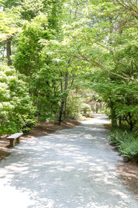 季节 美丽的 公园 郁郁葱葱 夏天 追踪 植物 森林 伍兹