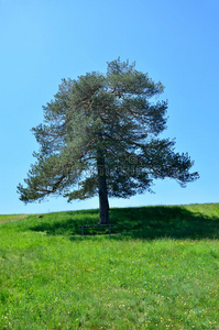 全景图 风景 山坡 夏天 塞尔维亚 领域 冷杉 针叶树 天空