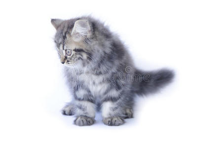小猫 动物 纯种 猫咪 波斯语 毛皮 基蒂 毛茸茸的 可爱的