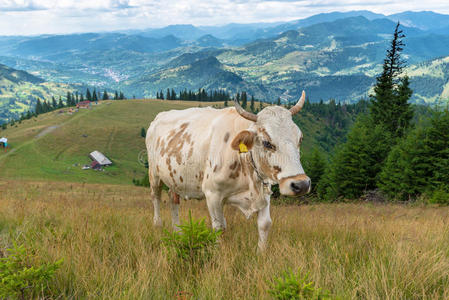 小山 产品 风景 领域 阿尔卑斯山 美丽的 自然 农业 动物