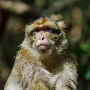 摩卡科猴子的情感特写肖像