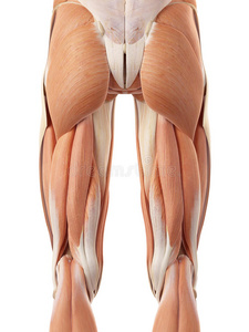 肌肉组织 科学 大腿 插图 解剖学 健身 系统 生物医学