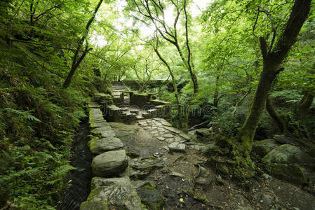 风景 欧洲货币联盟 旅游 树叶 森林 西班牙语 西班牙 废墟