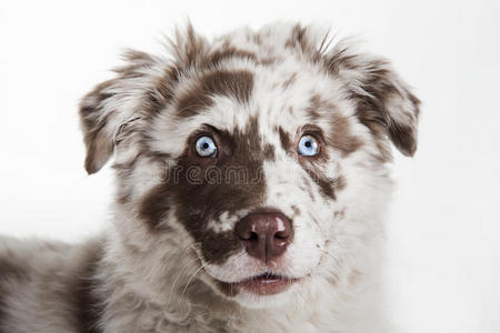 犬科动物 乐趣 耳朵 美丽的 领域 小狗 面对 动物 幽默