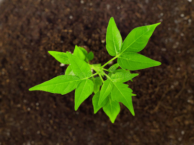 植物学 农业 进化 新的 生长 草本植物 思想 天线 生活