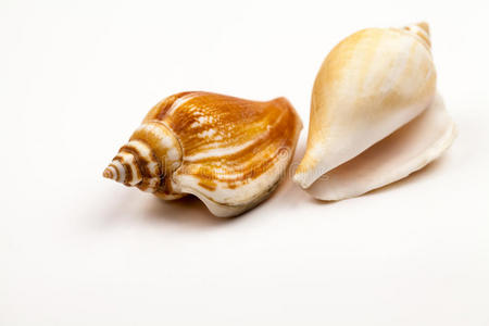 自然 海的 颜色 海螺 美丽的 特写镜头 鹦鹉螺 甲壳类动物
