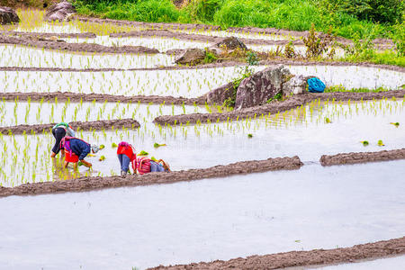 农民水稻幼苗。