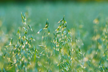 阳光 种子 大麦 纹理 领域 夏天 收获 季节 粮食 植物