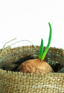 食物 植物区系 新的 颜色 洋葱 树叶 土壤 蔬菜 生活