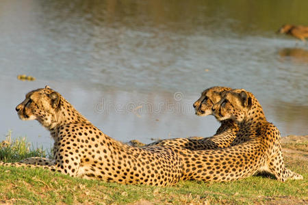 一个由三只猎豹组成的家庭在万格国家公园