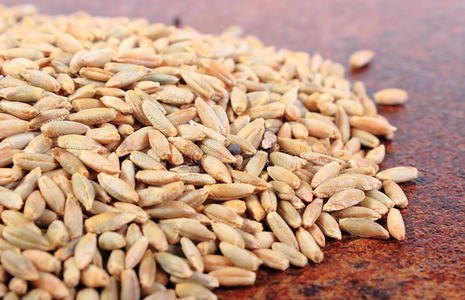 自然 食物 营养 收获 植物 种子 食品 特写镜头 黑麦