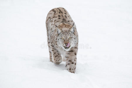 掠夺 危险 激烈的 特写镜头 猎人 森林 山猫 喂养 动物