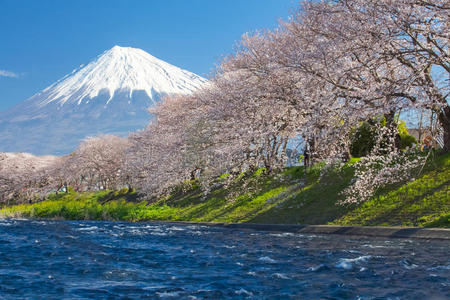 富士山