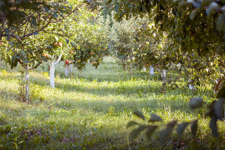有收获的苹果花园