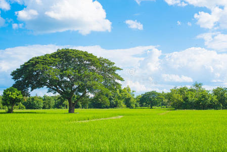 稻田绿草蓝天景观