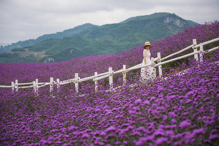 薰衣草地里的女人