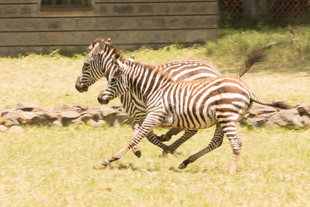 非洲 条纹 宝贝 斑马 肯尼亚 母亲 动物 阳光 飞驰 赛跑