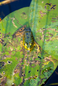 在沼泽里的百合上的青蛙