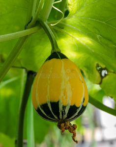 它的 栽培 花园 佩波 万圣节 水果 蔬菜 植物 特写镜头