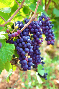 照片 葡萄 法国人 阳光 水果 自然 葡萄酒 酒厂 法国