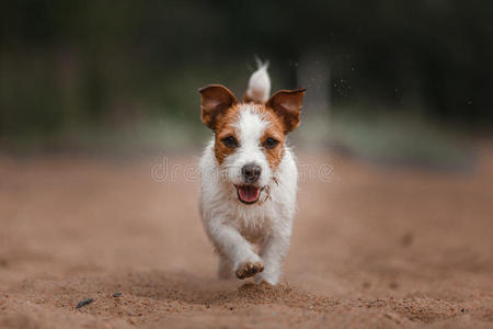 欢快的杰克罗素猎犬