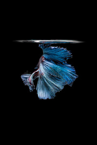 蓝色暹罗斗鱼被隔离在黑色的背景上。 贝塔f