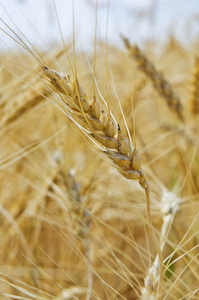秋天 领域 玉米 收割 成长 栽培 农事 自然 乡村 粮食