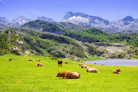 美丽的夏季山脉景观与湖泊和牧场