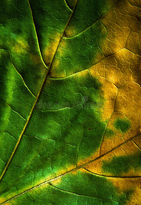 特写镜头 秋天 颜色 地图 自然 植物学 植物区系 植物