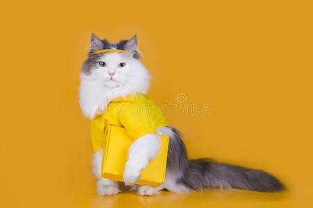 猫在黄色背景上充当快递员