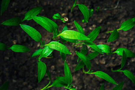 从土壤背景生长的绿色幼芽