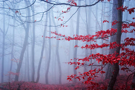 傍晚 紫色 早晨 自然 秋天 艺术 树叶 朦胧 美女 幻想