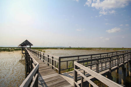 池塘 泰国 国家的 植物 旅行 放松 风景 公园 旅游 美女