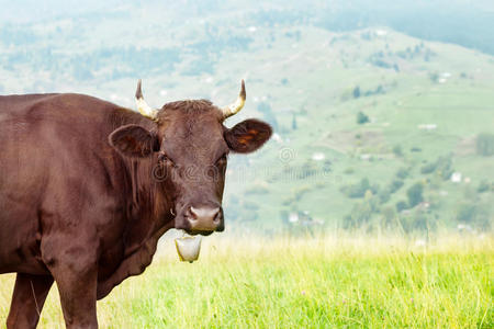 细节牛在模糊的背景下村庄