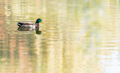 湖边的绿头鸭