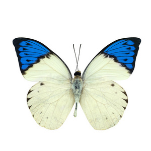 巨大的蓝尖蝴蝶隔离在白色上