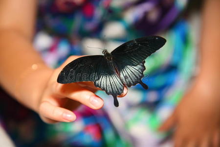 蝴蝶坐在孩子的手上展开翅膀