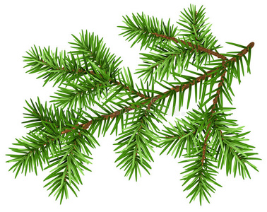 插图 郁郁葱葱 冷杉 自然 毛皮 要素 圣诞节 植物 分支