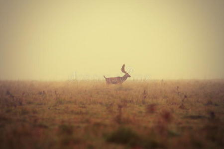 秋天的鹿鹿在薄雾中的早晨