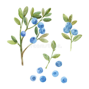 蓝莓。 手绘水彩插图，素描。 要素