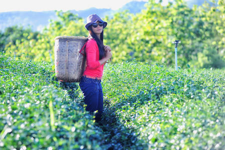亚洲茶女在种植园采摘茶叶