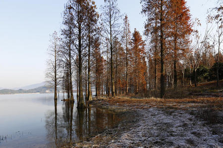 冬天早晨湖边的深红色森林