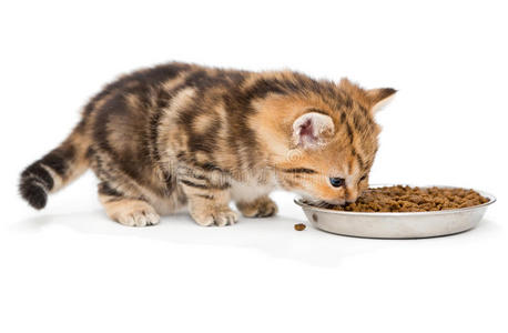 英国小猫吃干粮